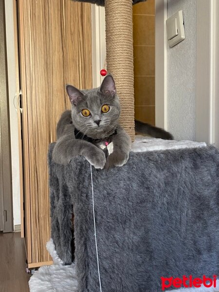 British Shorthair, Kedi  Poşya fotoğrafı