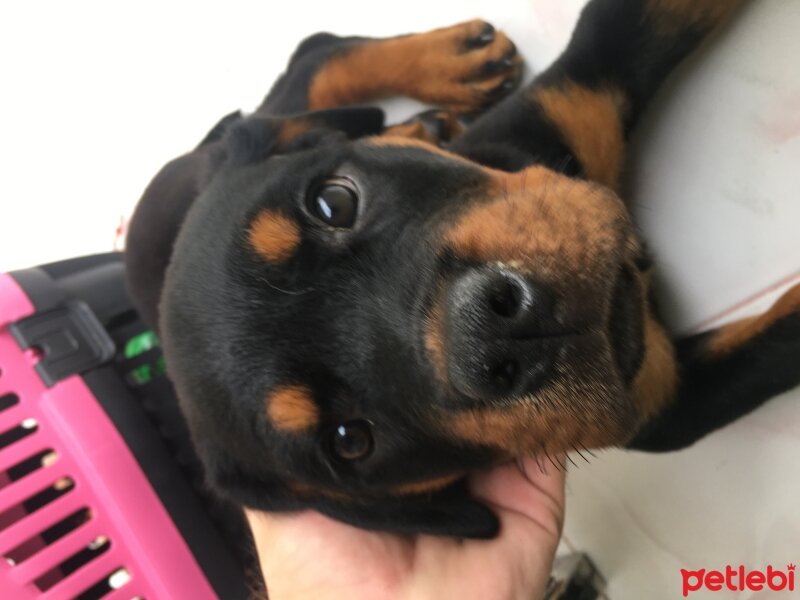 Rottweiler, Köpek  Scofield fotoğrafı