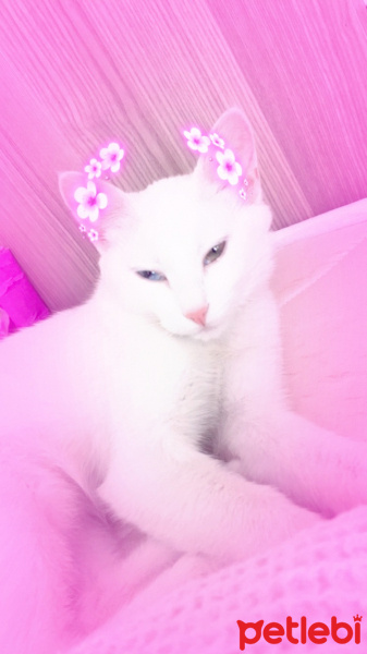Ankara Kedisi, Kedi  Minnoş fotoğrafı