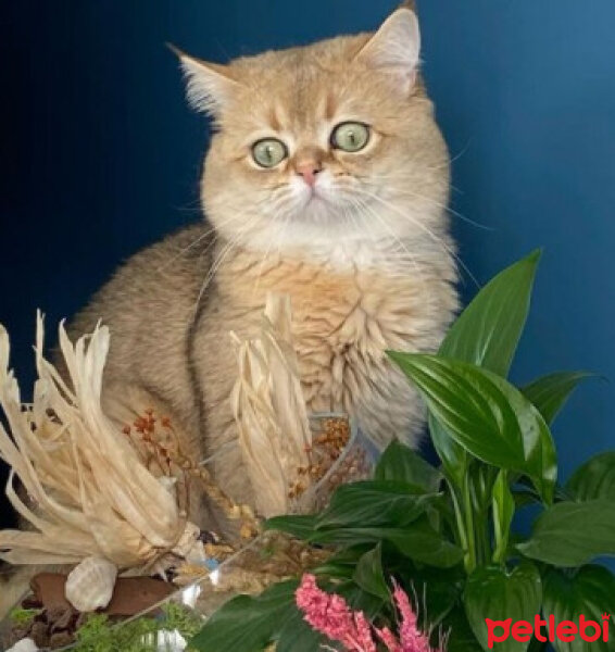 British Shorthair, Kedi  Simba fotoğrafı