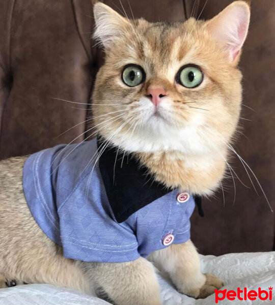 British Shorthair, Kedi  Simba fotoğrafı