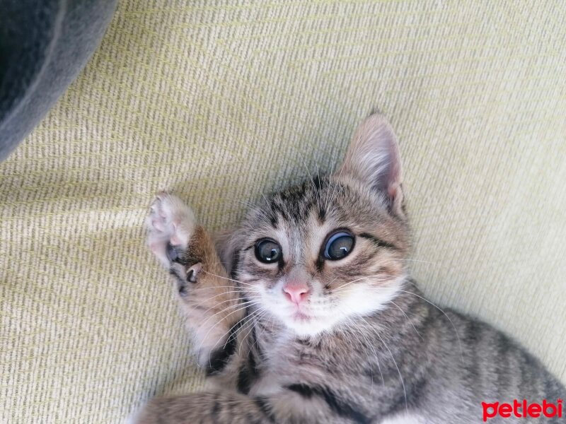 Tekir Kedi, Kedi  çorba fotoğrafı