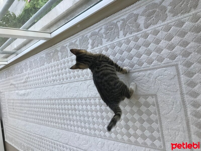 Tekir Kedi, Kedi  çorba fotoğrafı