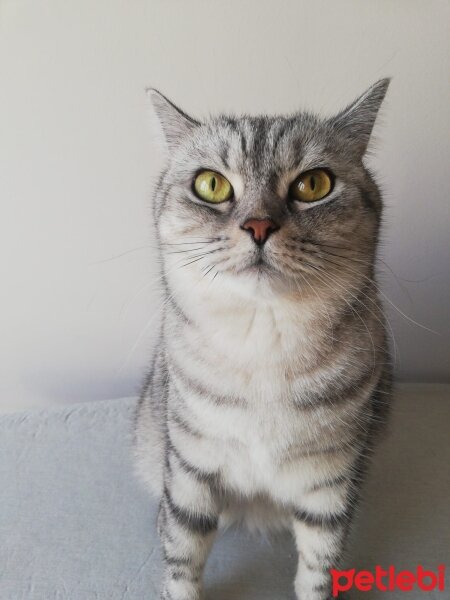 British Shorthair, Kedi  Lady fotoğrafı