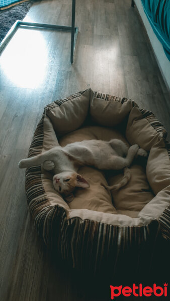 American Wirehair, Kedi  Kurama fotoğrafı