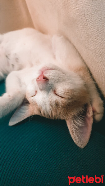 American Wirehair, Kedi  Kurama fotoğrafı