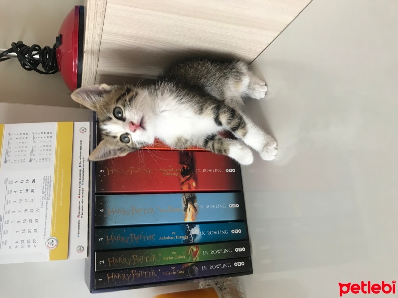 Tekir Kedi, Kedi  Şans fotoğrafı