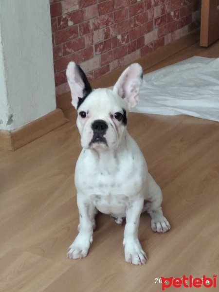 Fransız Bulldog, Köpek  Ates fotoğrafı