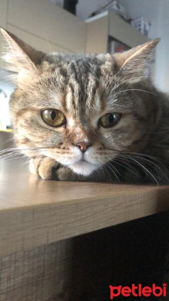 British Shorthair, Kedi  Lily fotoğrafı