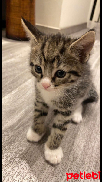 Tekir Kedi, Kedi  Maya fotoğrafı