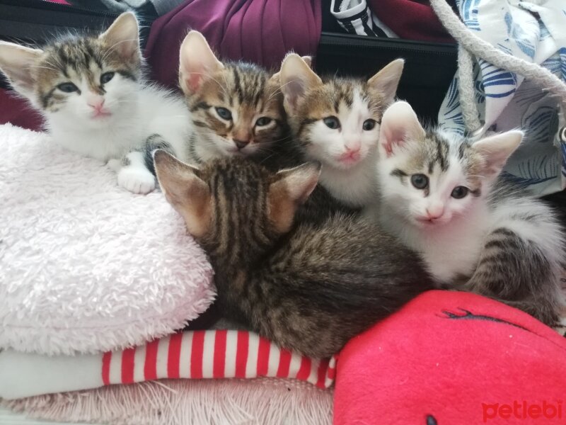 Tekir Kedi, Kedi  Minnak fotoğrafı