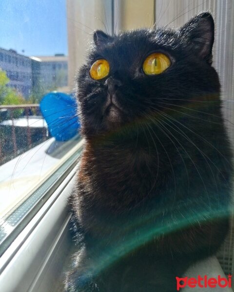 Scottish Fold, Kedi  Karam fotoğrafı