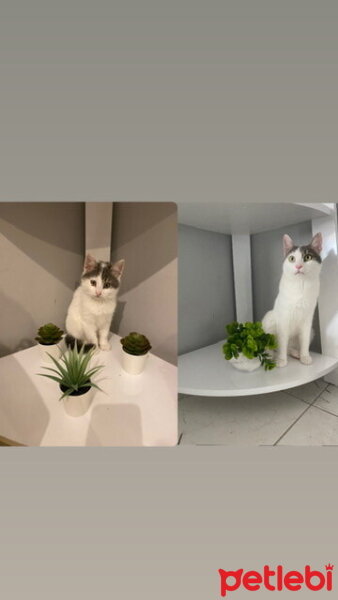 Tekir Kedi, Kedi  Mia fotoğrafı