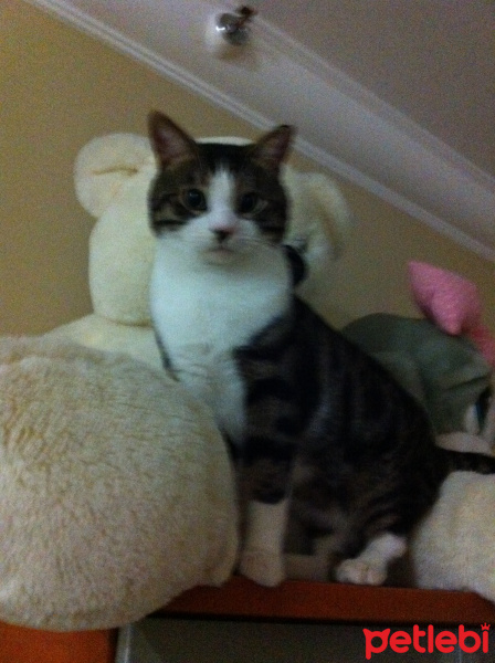 Tekir Kedi, Kedi  ÇAKIR fotoğrafı