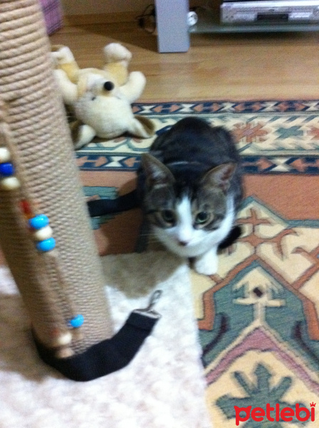 Tekir Kedi, Kedi  ÇAKIR fotoğrafı