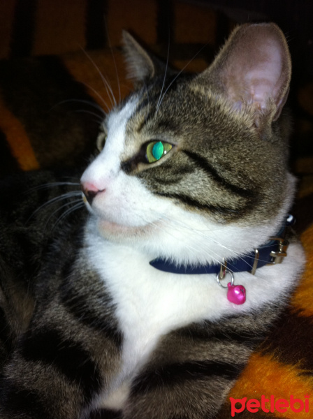 Tekir Kedi, Kedi  ÇAKIR fotoğrafı