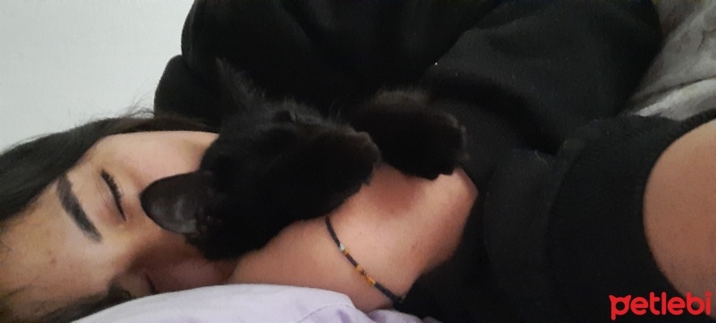 Chinchilla, Kedi  Zeytin fotoğrafı