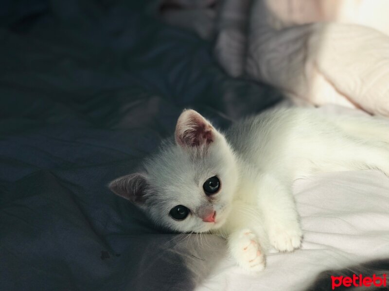 British Shorthair, Kedi  Mançi fotoğrafı