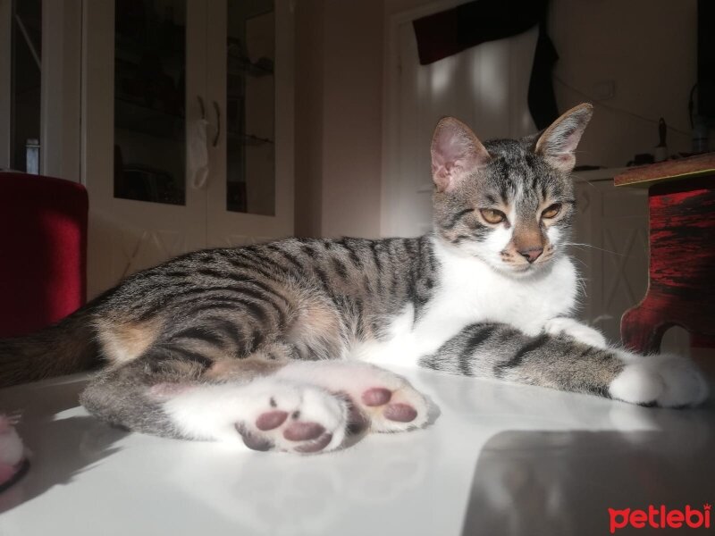 Tekir Kedi, Kedi  Mumu (Umut) fotoğrafı