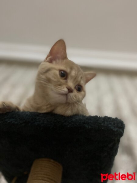 British Shorthair, Kedi  Badem fotoğrafı