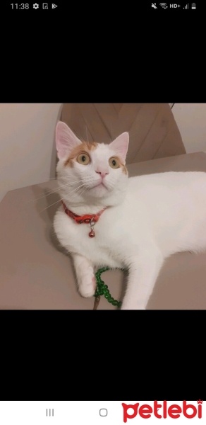 Tekir Kedi, Kedi  Bulut fotoğrafı