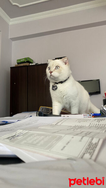 Scottish Fold, Kedi  Ramiz fotoğrafı