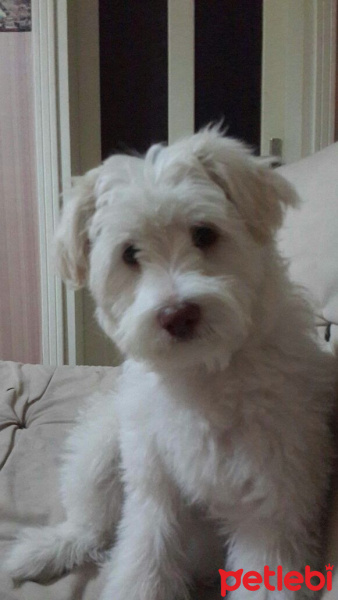 West Highland White Terrier, Köpek  Pamuk fotoğrafı