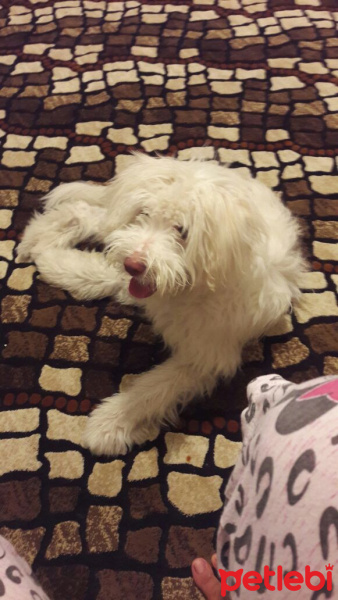 West Highland White Terrier, Köpek  Pamuk fotoğrafı