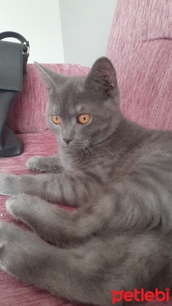 British Shorthair, Kedi  Gece fotoğrafı