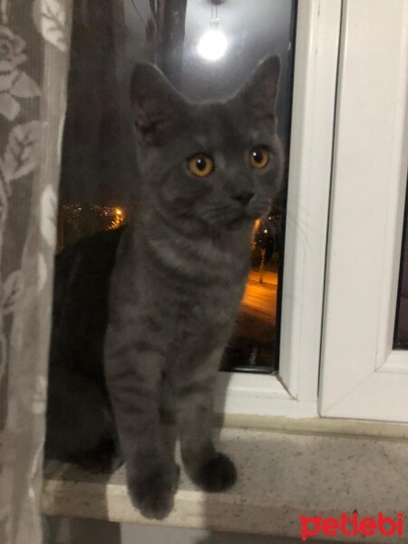 British Shorthair, Kedi  Gece fotoğrafı