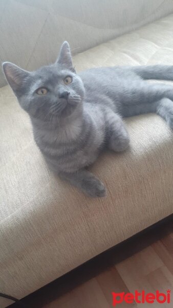 British Shorthair, Kedi  Gece fotoğrafı