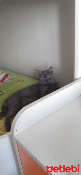 British Shorthair, Kedi  Gece fotoğrafı