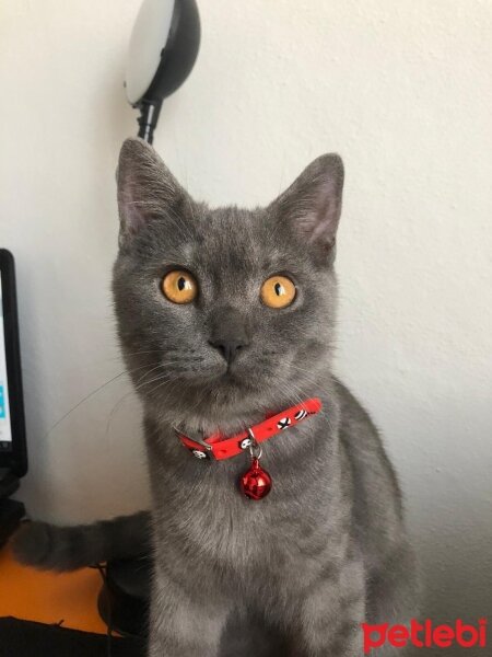 British Shorthair, Kedi  Gece fotoğrafı