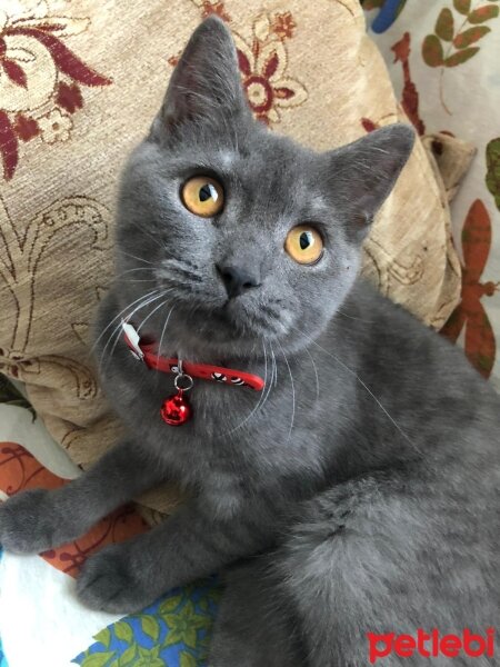 British Shorthair, Kedi  Gece fotoğrafı