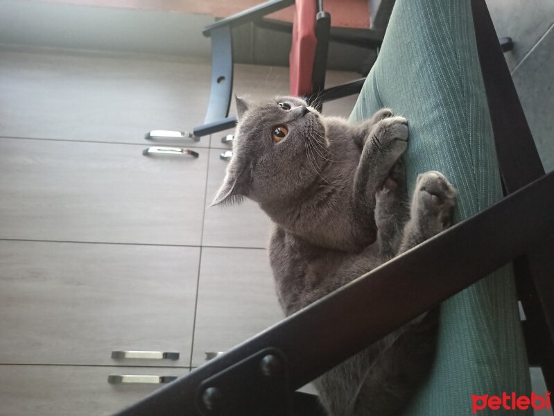 British Shorthair, Kedi  Kiraz fotoğrafı