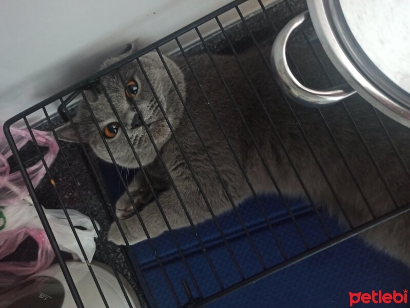 British Shorthair, Kedi  Kiraz fotoğrafı