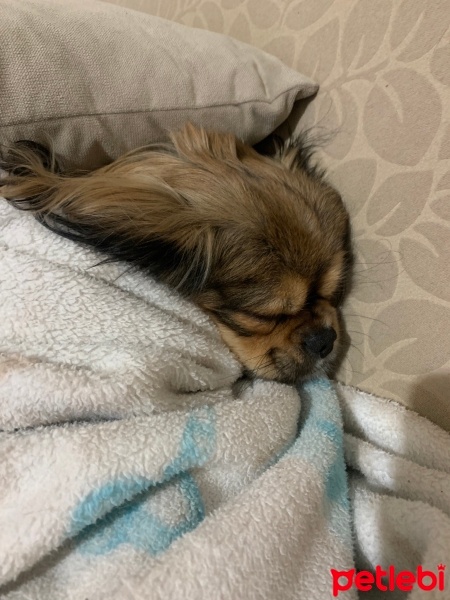 Pekingese, Köpek  Rio fotoğrafı