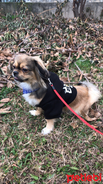 Pekingese, Köpek  Rio fotoğrafı