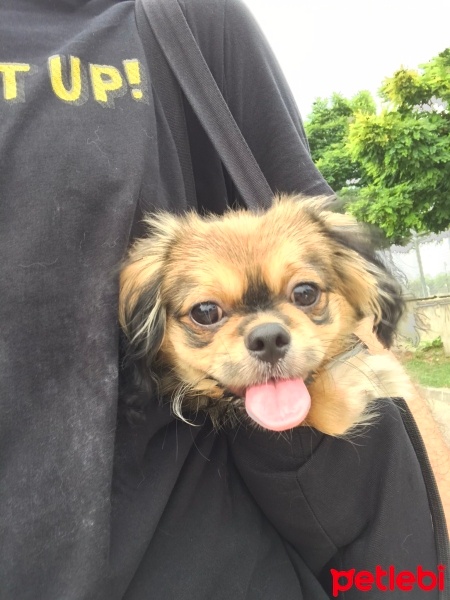 Pekingese, Köpek  Rio fotoğrafı
