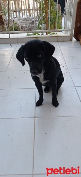 Labrador Retriever, Köpek  Coco fotoğrafı