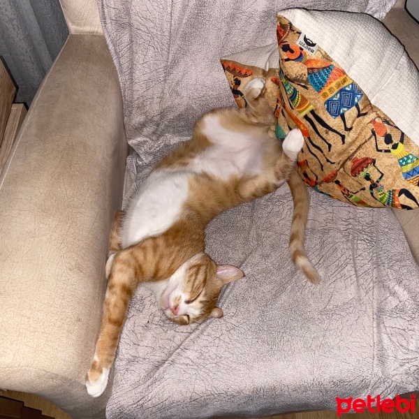 Sarman, Kedi  Leo fotoğrafı
