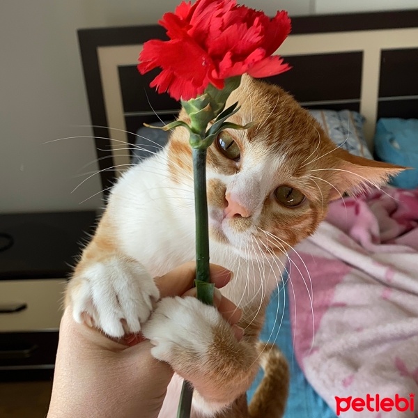 Sarman, Kedi  Leo fotoğrafı