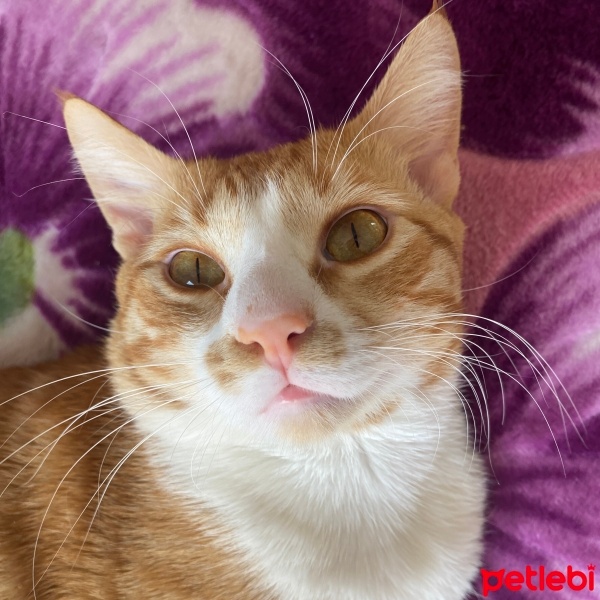 Sarman, Kedi  Leo fotoğrafı