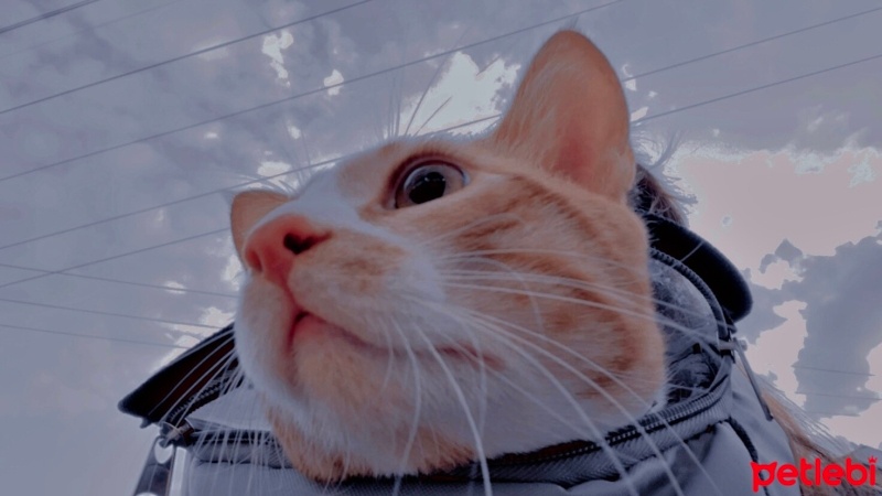 Sarman, Kedi  Leo fotoğrafı