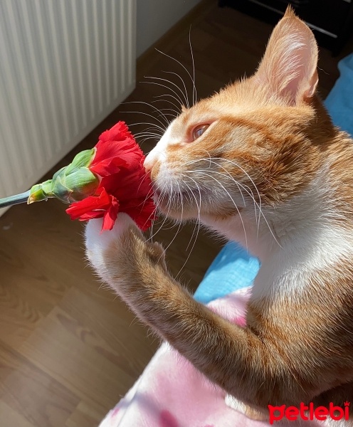 Sarman, Kedi  Leo fotoğrafı