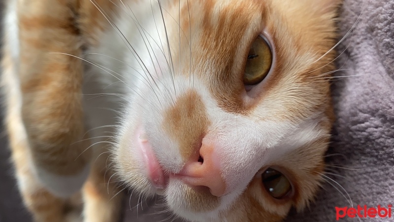 Sarman, Kedi  Leo fotoğrafı