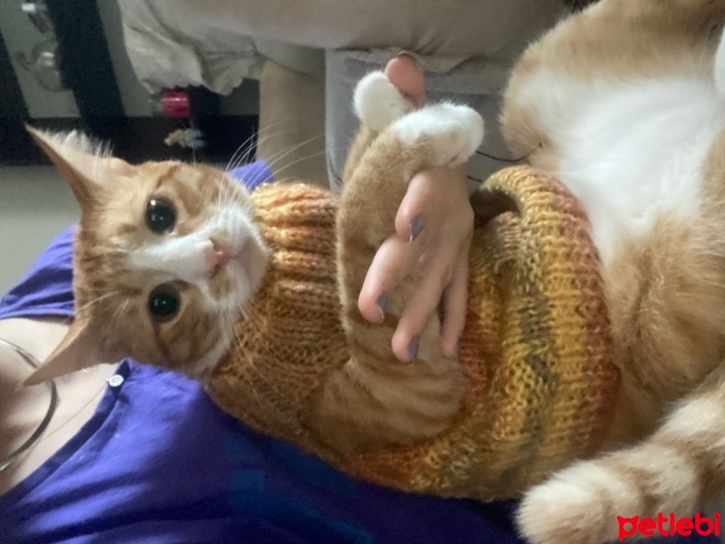 Sarman, Kedi  Leo fotoğrafı