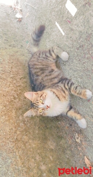 Sarman, Kedi  Fıstık fotoğrafı