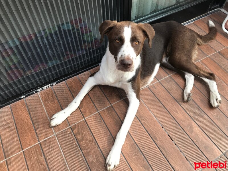 Pointer, Köpek  Zuma fotoğrafı