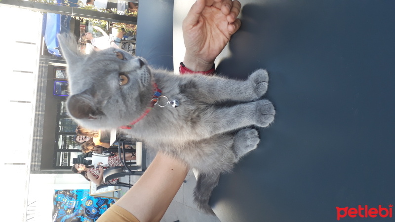 British Shorthair, Kedi  Gece fotoğrafı